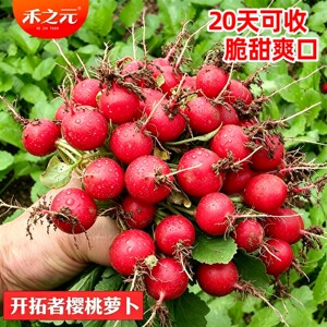 四季阳台盆栽樱桃萝卜种28天成熟