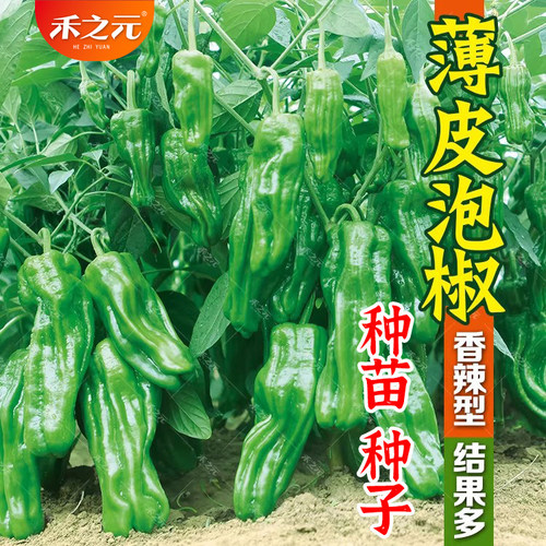 薄皮泡椒辣椒种子牛角椒种子