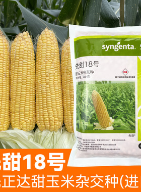 先正达进口甜玉米先甜18号水果玉米种子超甜黄色四季春季玉米种籽
