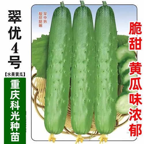 翠优4号水果黄瓜种籽四季盆栽
