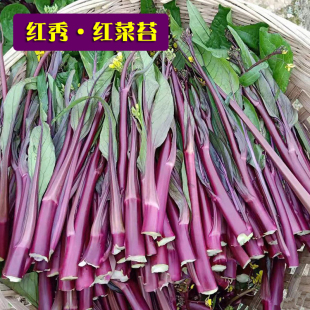 冬四季 红菜苔种孑蔬菜种子菜心十月红紫菜苔红家庭秋季 阳台种籽心