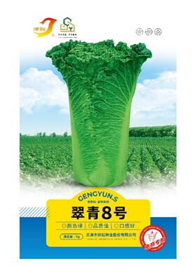 津耘翠青8号大白菜种子天津青麻叶籽四季秋冬季蔬菜籽大白菜种孑