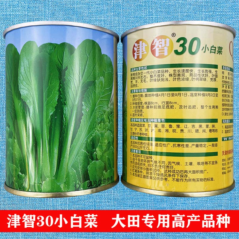 津智30小白菜籽四季盆栽