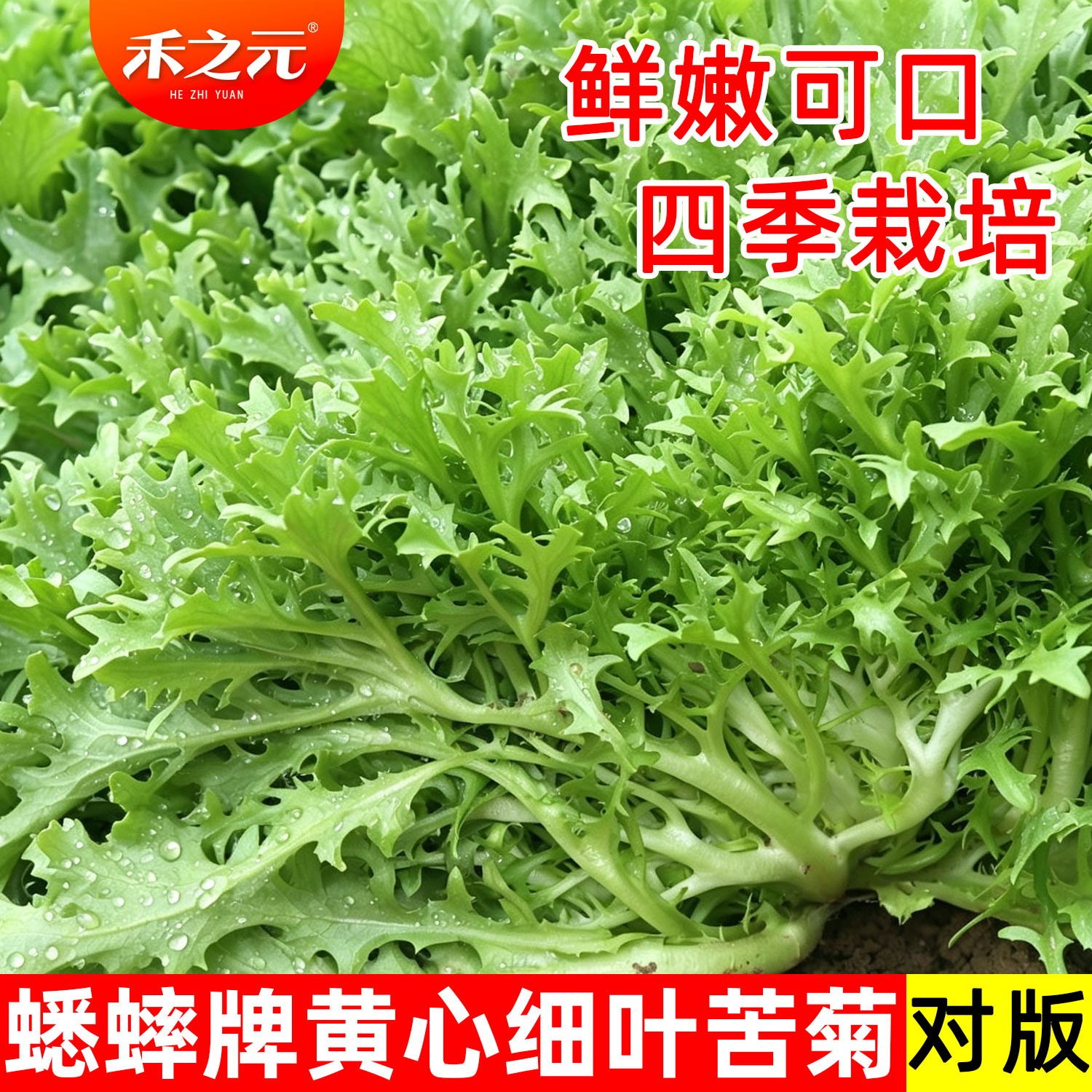 苦苣种子大全农家苦菊种蔬菜冬季图片