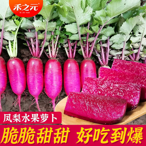 秋冬季蔬菜种孑秋季凤梨萝卜