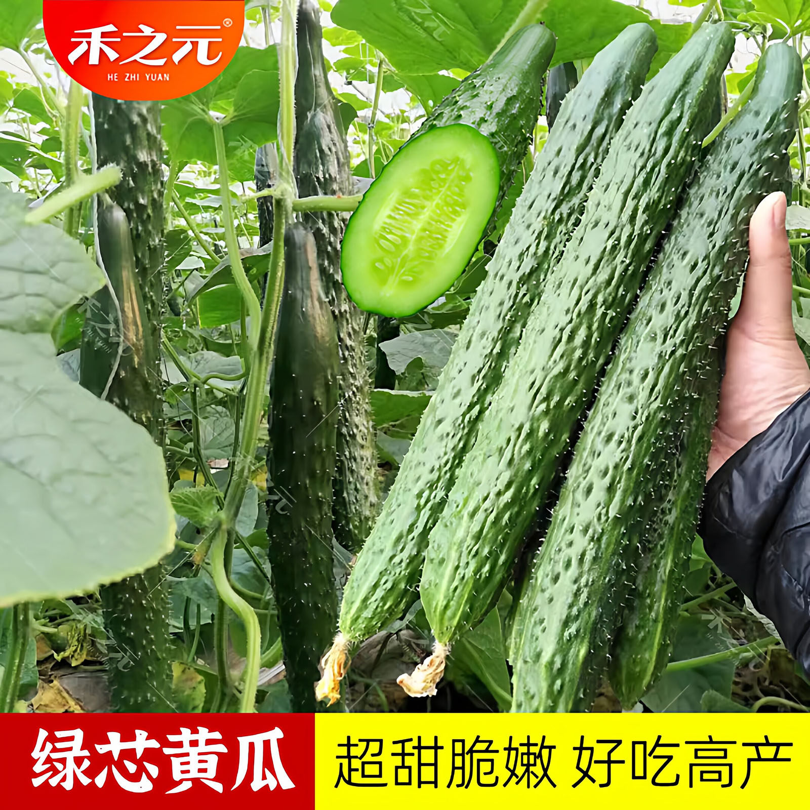 水果黄瓜绿瓤黄瓜种子绿芯肉黄瓜秧苗甜脆四季春季种籽秋蔬菜绿心