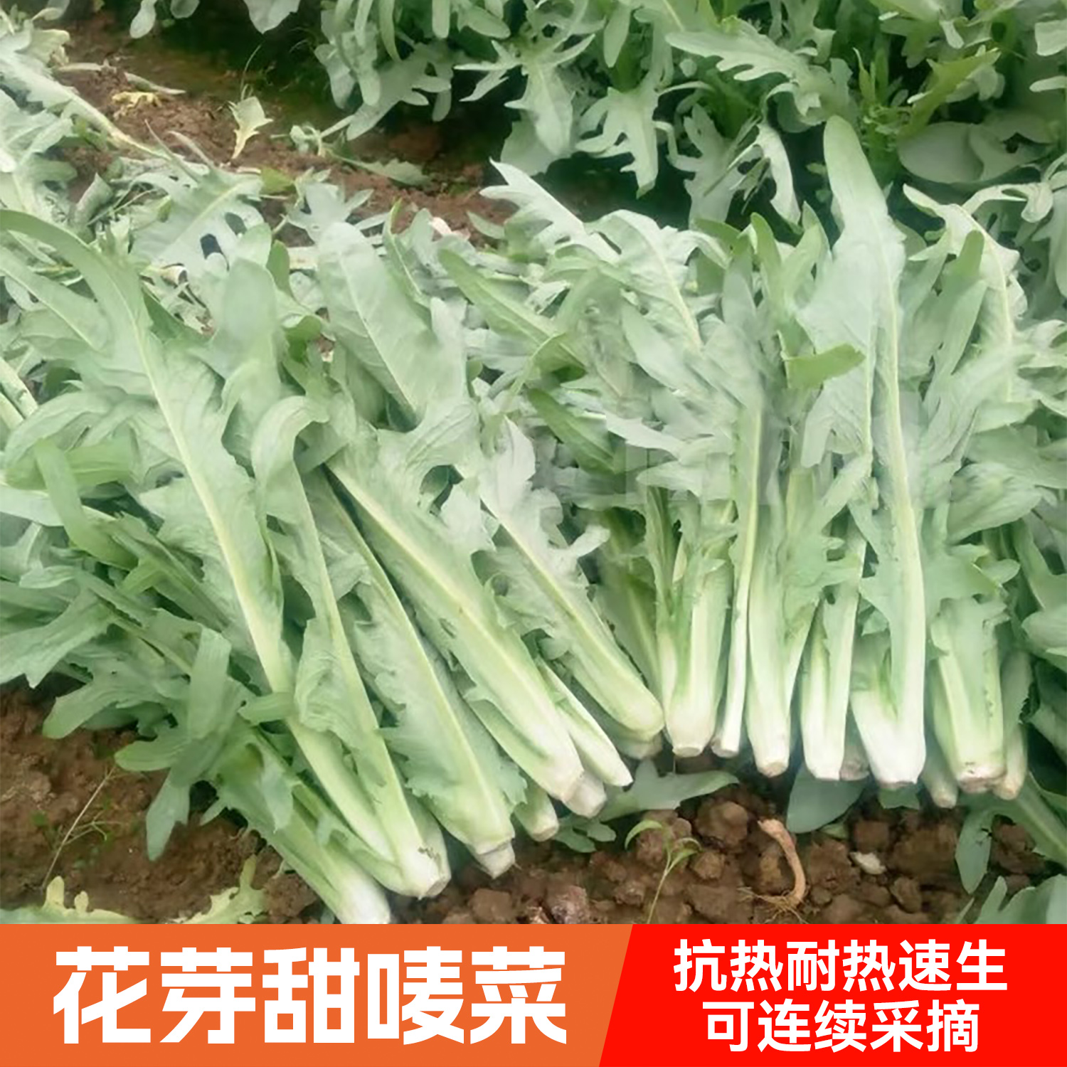 花芽甜唛菜种子甜脆耐热抗寒高产四季农家菜园青菜种孑阳台盆栽籽