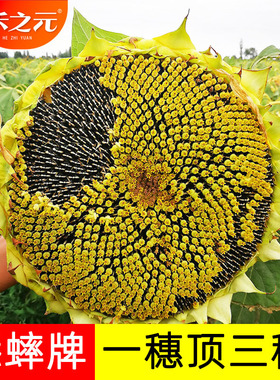 大粒黑食用向日葵种子种孑葵花板葵四季盆栽观赏春夏播种籽葵花籽