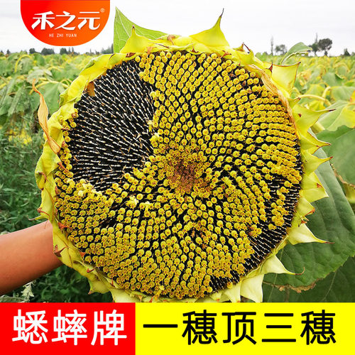 蟋蟀食用向日葵种子四季