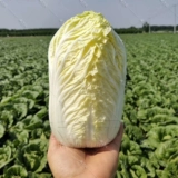 Утиный яичный желток, желтое сердце, молодая капуста, семена молодой капусты, семена молодой капусты, рапс четырех сезонов, крупные семена овощей, яйца, осенние яйца