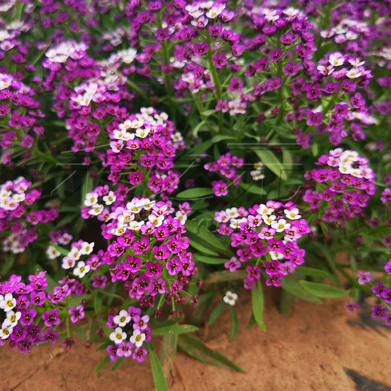 热带蜜源植物有哪些 蜂蜜的作用与功效 专业蜜蜂养殖蜂产品知识资讯网 蜂蜜百科常识网