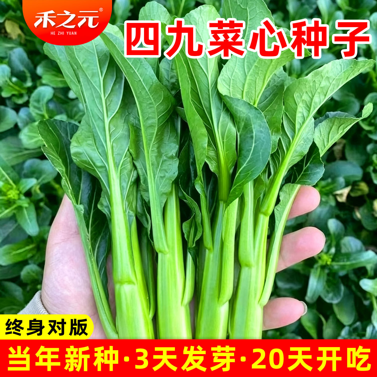 四九菜心种子秋冬季广东农家图片