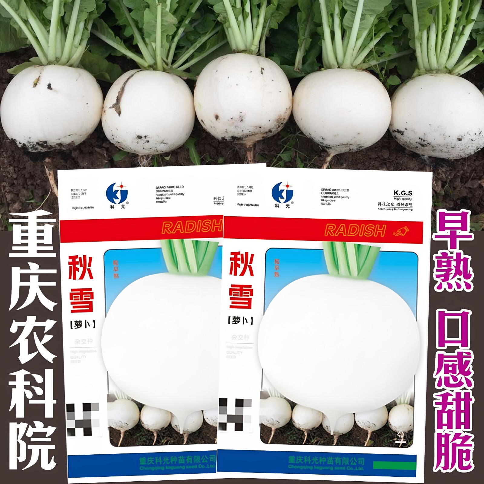 农家秋雪白肉四季秋季萝卜禾之元图片