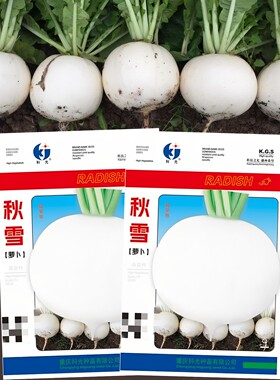 农家秋雪白肉四季秋季萝卜禾之元