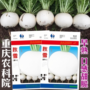 秋雪大白圆萝卜种子春不老白皮籽水果四季农家春秋种科院禾之元籽