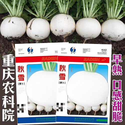 农家秋雪白肉四季秋季萝卜禾之元