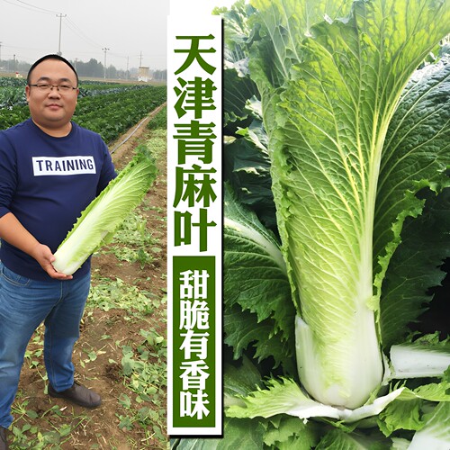 天津种子秋冬季山东大白菜