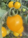 Первая любовь томатные семян растения балкон супер сладкая желтая девушка фруктовые вишневые вишне