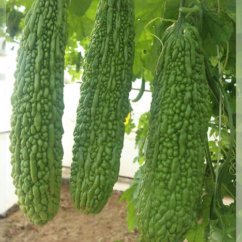 寿光泰国金龙苦瓜四季蔬菜种子