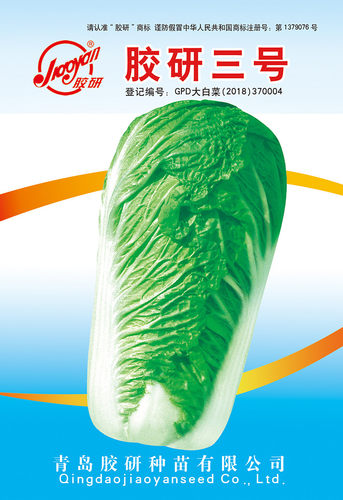 胶研三号大白菜种子冬储大白菜籽