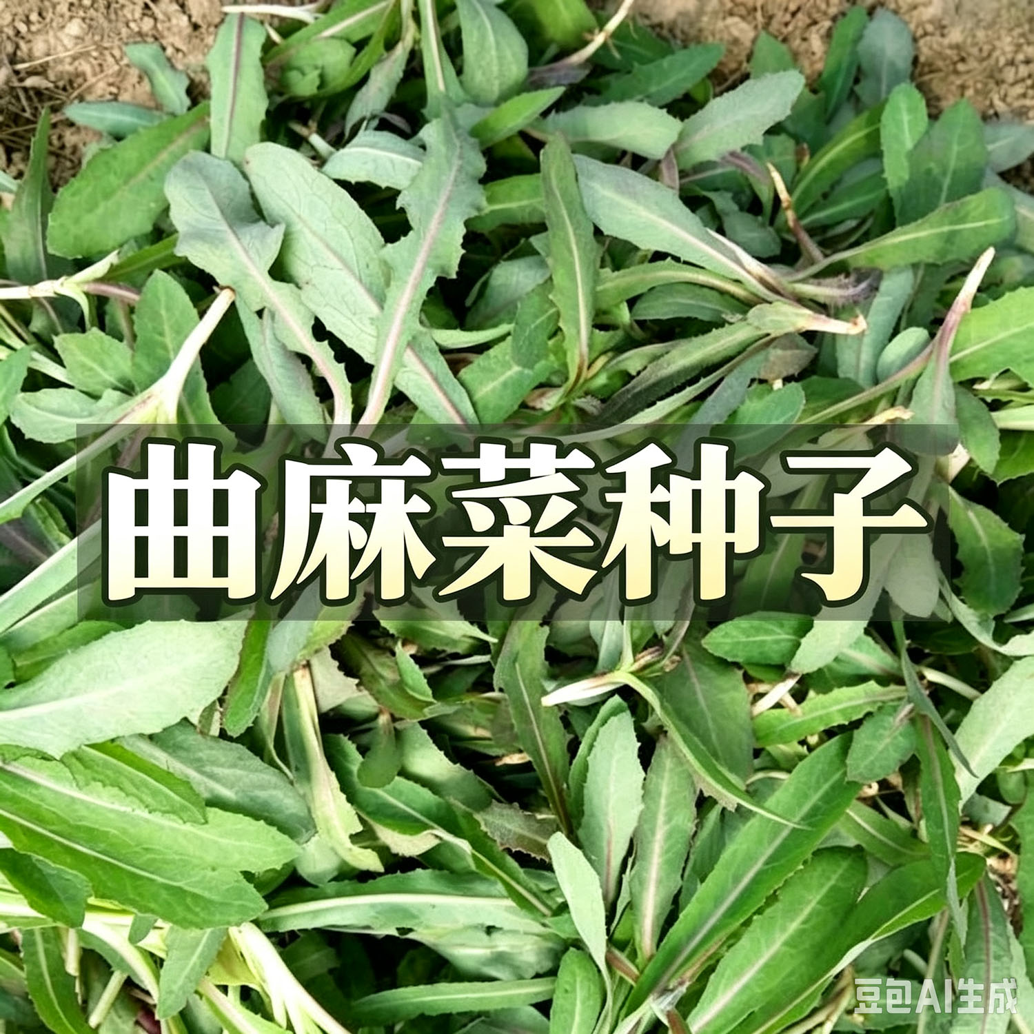 曲麻菜种籽叶菜野菜苦麻菜种子苦菜种籽四季春夏秋冬播阳台盆栽