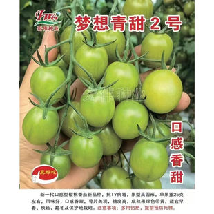 宏伟种业嫁接梦想青甜二号番茄苗2号番茄苗秧苗樱桃西红柿秧苗
