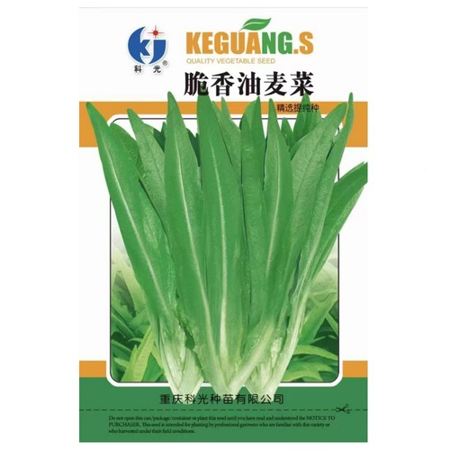 春秋冬季农家南北方香油麦菜
