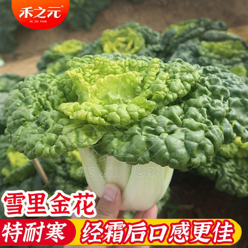 雪里乌塌菜蟋蟀菜籽黄心