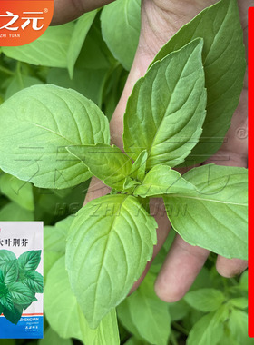 美味大叶荆芥菜种籽盆栽四季大叶荆芥种子野菜荆芥种籽春季孑