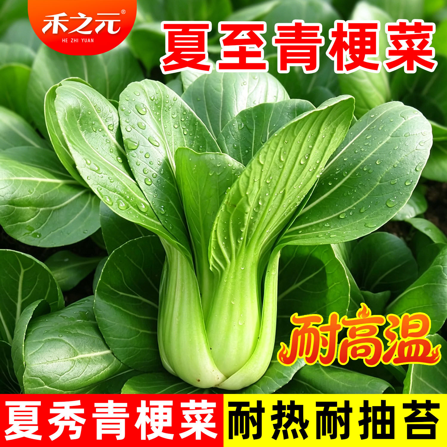 上海青菜籽种子鸡毛菜青菜小白菜图片