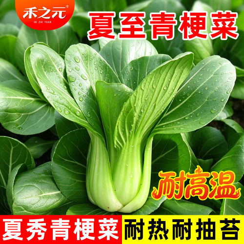 上海青菜籽种子鸡毛菜青菜小白菜