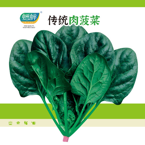 农家传统圆叶四季秋冬菠菜种子