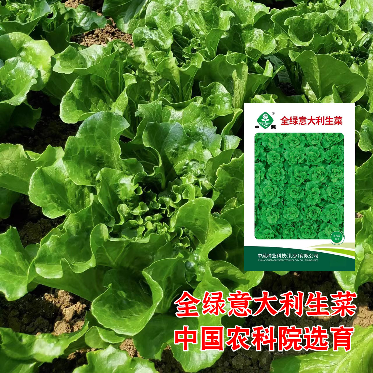 中蔬全绿意大利生菜种子