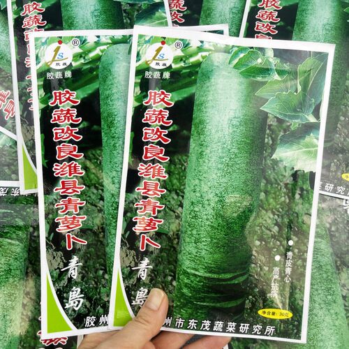 山东改良潍县青萝卜种子