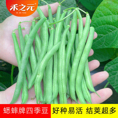 农家大全豆角春夏秋冬季四季豆