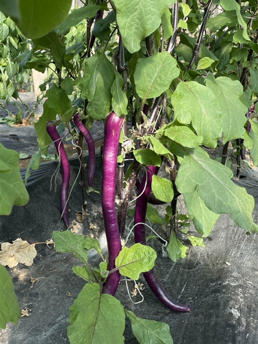 Яйца Hangzhou № 1 длинные яичные яичные яичные семена яичка для яиц.