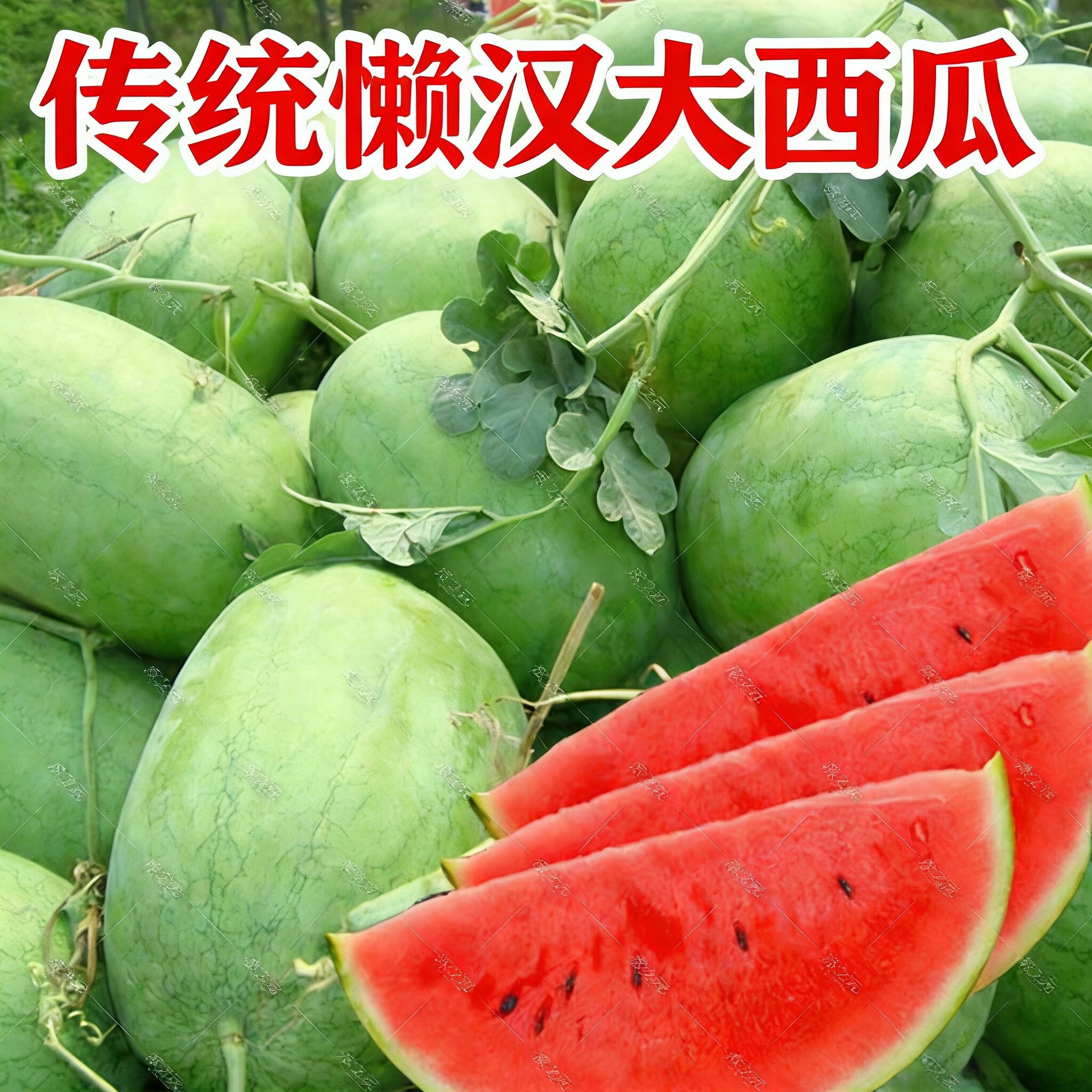 郑研绿凤凰西瓜种子麒麟王懒汉巨型西瓜种籽超大超甜春季禾之元