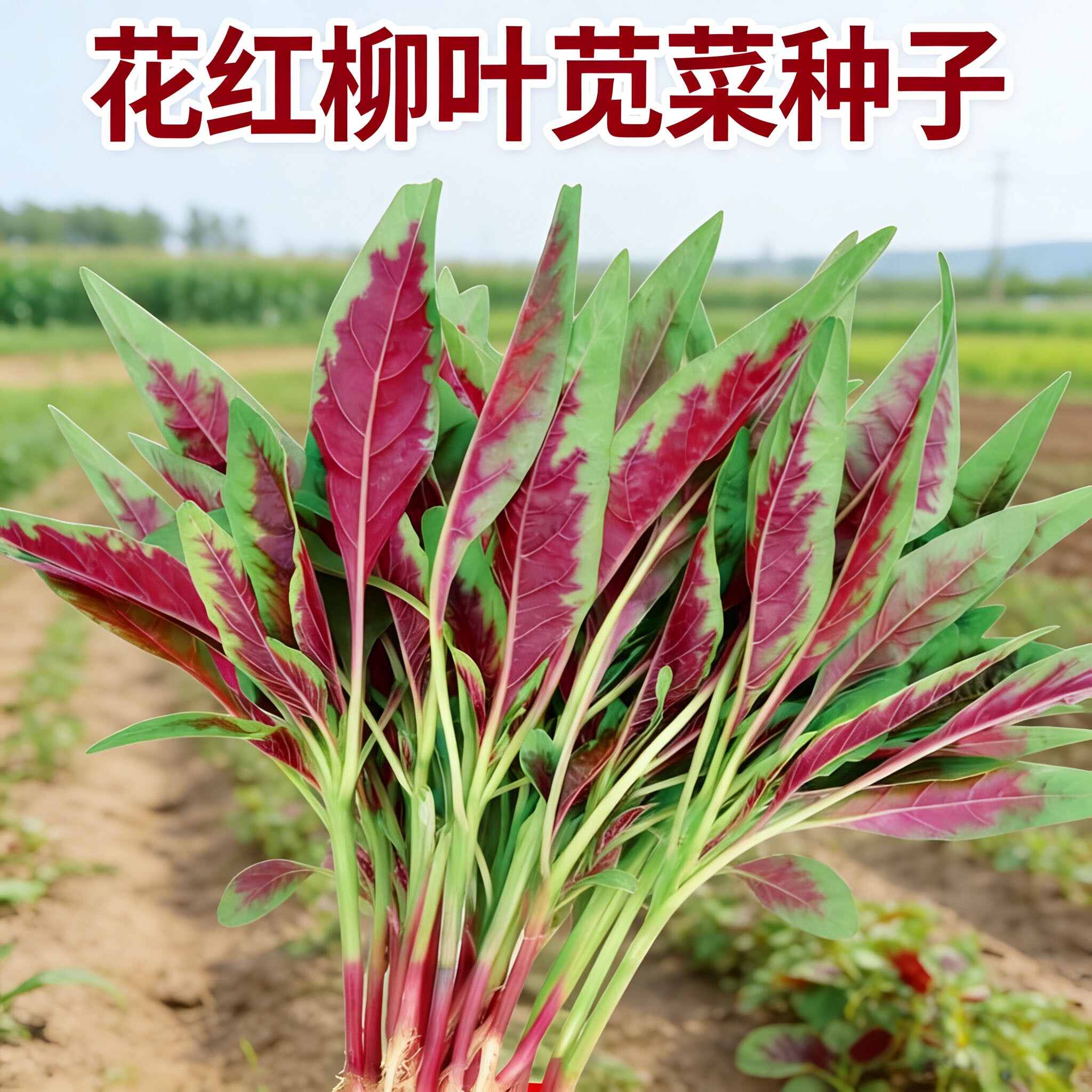 蔬菜柳叶夏季盆栽红苋菜图片