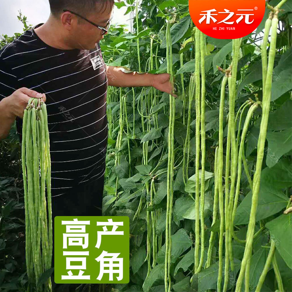 豆豆角芸豆春季蔬菜蟋蟀豇豆种子图片