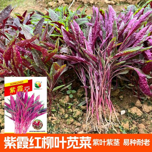紫霞红柳叶苋菜种子紫苋菜籽春夏秋冬播种孑四季种蔬菜抗寒易种植