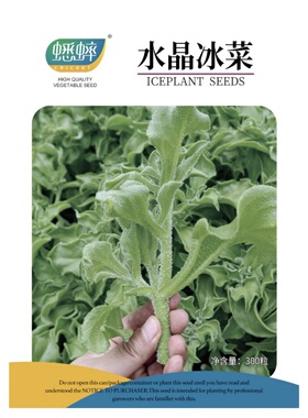 冰菜种籽冰草种孑盆栽四季蔬菜春夏秋冬阳台盆栽蔬菜禾之元蔬种子