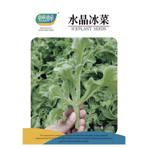 蔬菜四季阳台盆栽种子冰草
