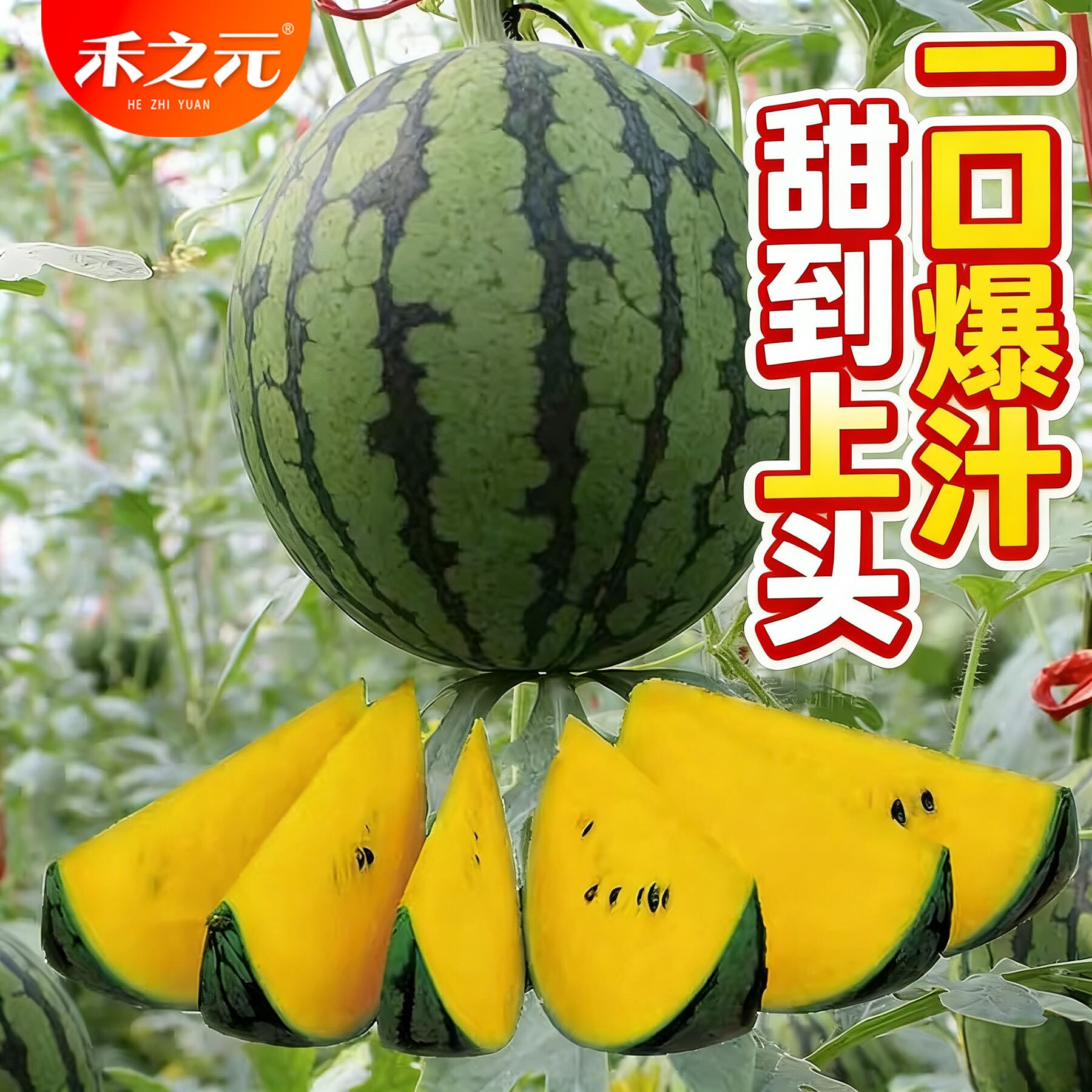 黄小玉西瓜种子水果黄瓤西瓜种籽红玉黄心麒麟瓜苗瓜四季春播小兰