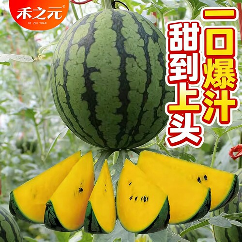 黄肉小糖丸西瓜种子春播佳