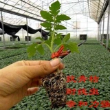 Мощный томатный корневой кодрис, прививка томатов.