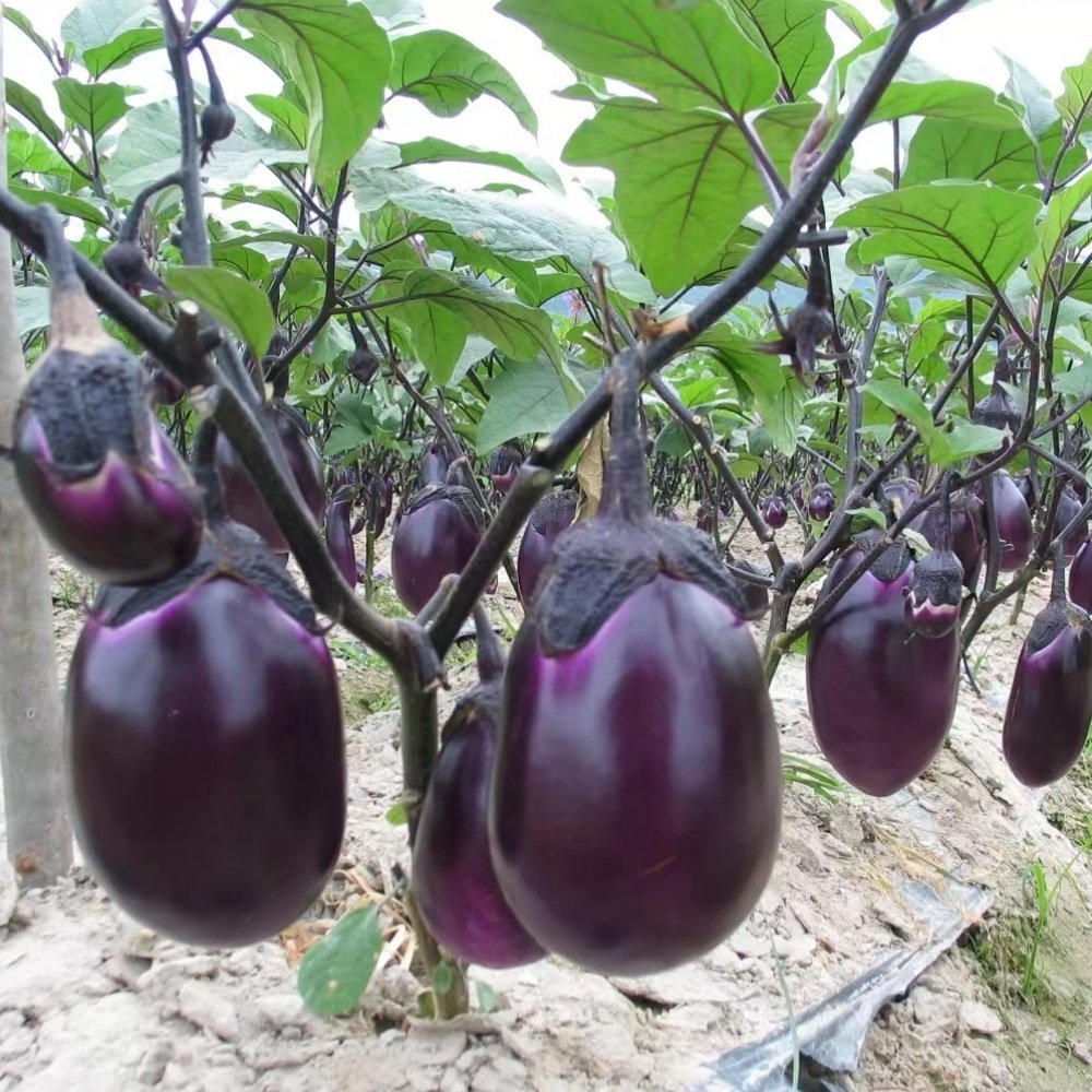 千红早茄种子紫红色茄子种籽四季春季农家蔬菜茄子种孑禾之元圆茄