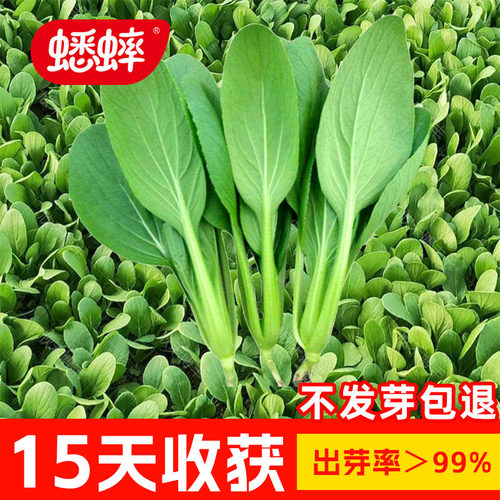 鸡毛菜种子上海大全阳台盆栽四季