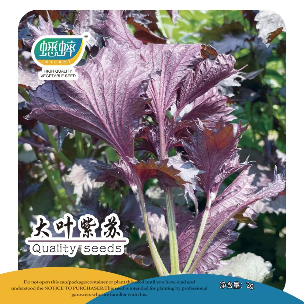 苏子种子大叶紫苏阳台盆栽四季西餐鱼肉种菜籽春季野菜孑禾之元