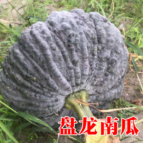 盘龙采摘观光园禾之元南瓜种子