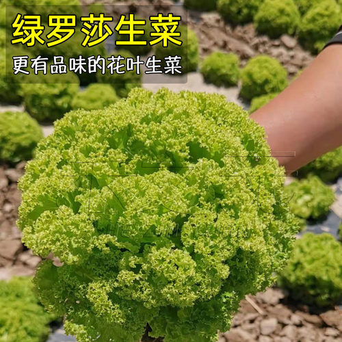 水培蔬菜沙拉价格 水培蔬菜沙拉图片 星期三